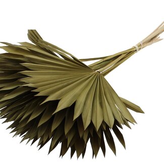 QC Dried Palm Sun Spear | Colour: Olive Green | Fan-Shaped Palm Leaves | Length ± 50 centimetres | 10 stems per bunch | Per bunch