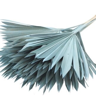 QC Dried Palm Sun Spear | Colour: Frosted Light Blue | Fan-Shaped Palm Leaves | Length ± 50 centimetres | 10 stems per bunch | Per bunch