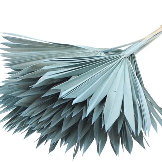 QC Getrocknete Palm Sun Spear | Farbe: Frosted Hellblau | Palmblätter in Fächerform | Länge ± 50 Zentimeter | 10 Zweige pro Bund | Pro Bund