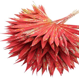 QC Dried Palm Sun Spear | Colour: Multicoloured Red | Fan-shaped Palm Leaves | Length ± 50 centimetres | 10 stems per bunch | Per bunch