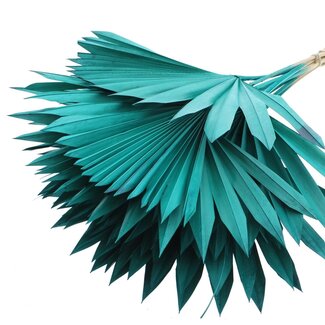 QC Getrocknete Palm Sun Spear | Farbe: Türkis | Palmblätter in Fächerform | Länge ± 50 Zentimeter | 10 Zweige pro Bund | Pro Bund
