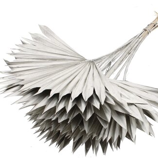 QC Getrocknete Palm Sun Spear | Farbe: Platinfarben | Palmblätter in Fächerform | Länge ± 50 Zentimeter | 10 Zweige pro Bund | Pro Bund