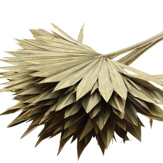 QC Getrocknete Palm Sun Spear | Farbe: Goldfarben | Palmblätter in Fächerform | Länge ± 50 Zentimeter | 10 Zweige pro Bund | Pro Bund