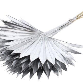QC Dried Palm Sun Spear | Colour: Silver | Fan-shaped Palm Leaves | Length ± 50 centimetres | 10 stems per bunch | Per bunch