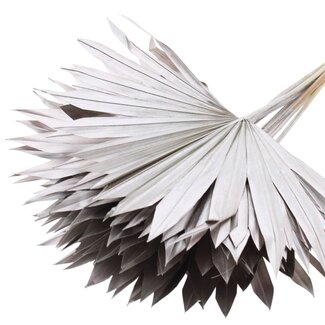 QC Getrocknete Palm Sun Spear | Farbe: Champagnerfarben | Palmblätter in Fächerform | Länge ± 50 Zentimeter | 10 Stiele pro Bund | Pro Bund