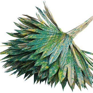 QC Dried Palm Sun Spear | Colour: Multicoloured Green | Fan-shaped Palm Leaves | Length ± 50 centimetres | 10 stems per bunch | Per bunch