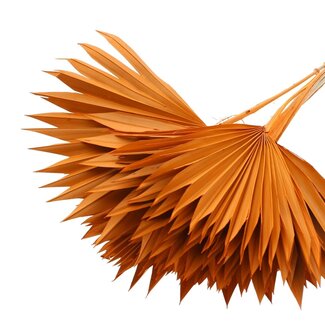 QC Dried Palm Sun Spear | Colour: Orange | Fan-Shaped Palm Leaves | Length ± 50 centimetres | 10 stems per bunch | Per bunch