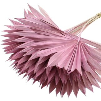 QC Getrocknete Palm Sun Spear | Farbe: Frosted Rosa | Palmblätter in Fächerform | Länge ± 50 Zentimeter | 10 Zweige pro Bund | Pro Bund