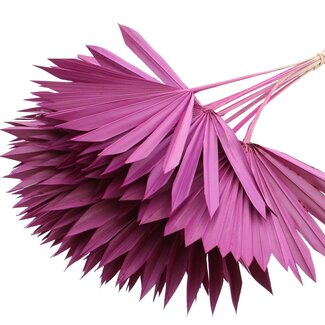 QC Dried Palm Sun Spear | Colour: Lilac | Fan-shaped Palm Leaves | Length ± 50 centimetres | 10 stems per bunch | Per bunch