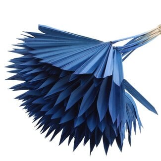 QC Dried Palm Sun Spear | Colour: Blue | Fan-Shaped Palm Leaves | Length ± 50 centimetres | 10 stems per bunch | Per bunch