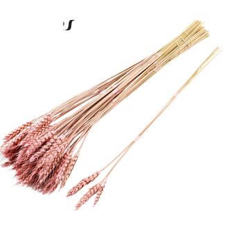 QC Dried Wheat | Colour: Frosted Light Pink | Triticum Dried Flowers | Length ± 55 centimetres | 3 sprigs per bunch | 25 bunches per bundle | Per bundle