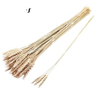 QC Dried Wheat | Colour: Frosted White | Triticum Dried Flowers | Length ± 55 centimetres | 3 stems per bunch | 25 bunches per bundle | Per bundle