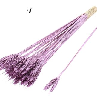 QC Getrockneter Weizen | Farbe: Metallic Rosa | Triticum Trockenblumen | Länge ± 55 Zentimeter | 3 Zweige pro Bündel | 25 Bündel pro Strauß | Pro Strauß