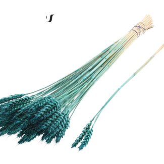 QC Dried Wheat | Colour: Turquoise | Triticum Dried Flowers | Length ± 55 centimetres | 3 sprigs per bunch | 25 bunches per bouquet | Per bouquet