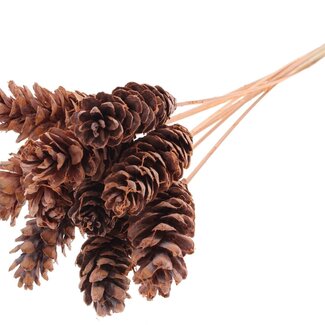 QC Strobus Pine Cone on Stick | Colour: Frosted Salmon | Pine Cone Pick | Length ± 50 centimetres | 10 picks per bunch