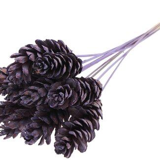 QC Strobus Pine Cone on Stick | Colour: Frosted Milkapurple | Pine Cone Pick | Length ± 50 centimetres | 10 picks per bunch