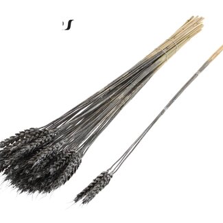 QC Dried Wheat | Colour: Metallic Graphite | Triticum Dried Flowers | Length ± 55 centimetres | 3 sprigs per bunch | 25 bunches per bundle | Per bundle