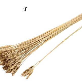 QC Dried Wheat | Colour: Natural | Triticum Dried Flowers | Length ± 55 centimetres | 3 stems per bunch | 25 bunches per bouquet | Per bouquet