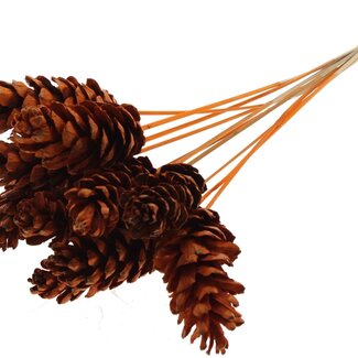 QC Strobus Pine Cone on Stick | Colour: Orange | Pine Cone Stick | Length ± 50 centimetres | 10 sticks per bunch