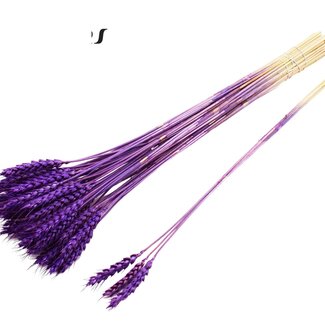 QC Dried Wheat | Colour: Purple | Triticum Dried Flowers | Length ± 55 centimetres | 3 sprigs per bunch | 25 bunches per bouquet | Per bouquet