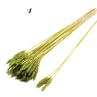 QC Dried Wheat | Colour: Light Green | Triticum Dried Flowers | Length ± 55 centimetres | 3 sprigs per bunch | 25 bunches per bundle | Per bundle