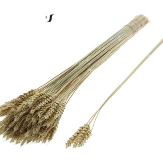 QC Dried Wheat | Colour: Frosted Light Yellow | Triticum Dried Flowers | Length ± 55 centimetres | 3 sprigs per bunch | 25 bunches per bouquet | Per bouquet