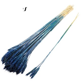 QC Dried Wheat | Colour: Dark Blue | Triticum Dried Flowers | Length ± 55 centimetres | 3 sprigs per bunch | 25 bunches per bouquet | Per bouquet