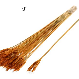 QC Dried Wheat | Colour: Apricot | Triticum Dried Flowers | Length ± 55 centimetres | 3 sprigs per bunch | 25 bunches per bouquet | Per bouquet
