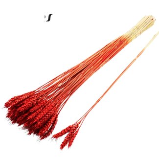 QC Dried Wheat | Colour: Red | Triticum Dried Flowers | Length ± 55 centimetres | 3 sprigs per bunch | 25 bunches per bouquet | Per bouquet