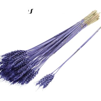 QC Dried Wheat | Colour: Metallic Purple | Triticum Dried Flowers | Length ± 55 centimetres | 3 sprigs per bunch | 25 bunches per bundle | Per bundle