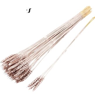 QC Dried Wheat | Colour: Champagne | Triticum Dried Flowers | Length ± 55 centimetres | 3 sprigs per bunch | 25 bunches per bouquet | Per bouquet