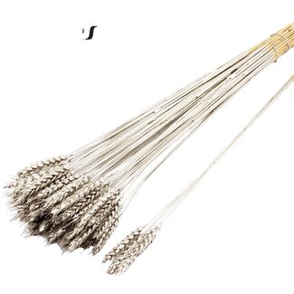 QC Dried Wheat | Colour: Platinum | Triticum Dried Flowers | Length ± 55 centimetres | 3 sprigs per bunch | 25 bunches per bundle | Per bundle
