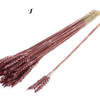 QC Dried Wheat | Colour: Metallic Red | Triticum Dried Flowers | Length ± 55 centimetres | 3 sprigs per bunch | 25 bunches per bouquet | Per bouquet