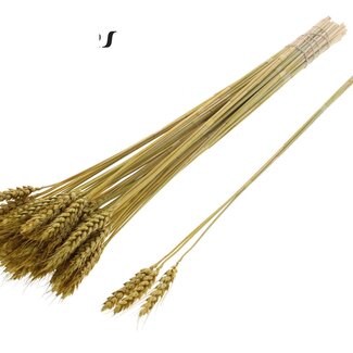 QC Dried Wheat | Colour: Metallic Yellow | Triticum Dried Flowers | Length ± 55 centimetres | 3 sprigs per bunch | 25 bunches per bundle | Per bundle