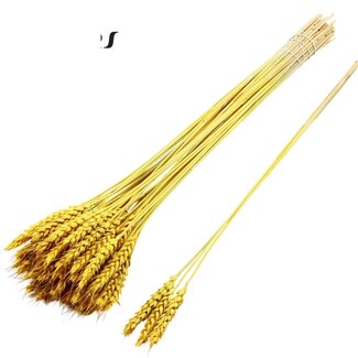 QC Dried Wheat | Colour: Yellow | Triticum Dried Flowers | Length ± 55 centimetres | 3 sprigs per bunch | 25 bunches per bouquet | Per bouquet