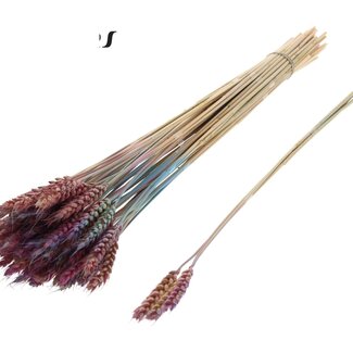 QC Dried Wheat | Colour: Gradient Pink | Triticum Dried Flowers | Length ± 55 centimetres | 3 sprigs per bunch | 25 bunches per bouquet | Per bouquet