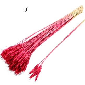 QC Dried Wheat | Colour: Cherry-coloured | Triticum Dried Flowers | Length ± 55 centimetres | 3 sprigs per bunch | 25 bunches per bouquet | Per bouquet