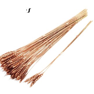 QC Dried Wheat | Colour: Copper | Triticum Dried Flowers | Length ± 55 centimetres | 3 stems per bunch | 25 bunches per bouquet | Per bouquet