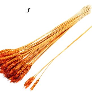 QC Dried Wheat | Colour: Orange | Triticum Dried Flowers | Length ± 55 centimetres | 3 sprigs per bunch | 25 bunches per bouquet | Per bouquet