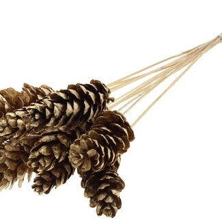 QC Strobus Pine Cone on Stick | Colour: Antique Gold | Pine Cone Stick | Length ± 50 centimetres | 10 sticks per bunch