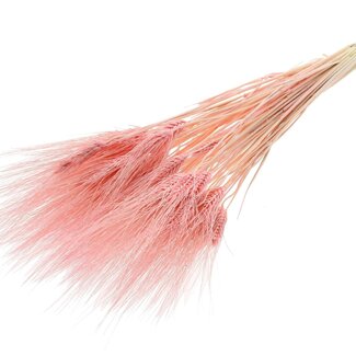 QC Getrockneter gebleichter Bartweizen | Farbe: Hellrosa | Triticum Bart Trockenblumen | Länge ± 70 Zentimeter | Gewicht 150 Gramm | Pro Bund
