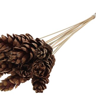 QC Strobus Pine Cone on Stick | Colour: Natural Brown | Pine Cone Pick | Length ± 50 centimetres | 10 picks per bunch