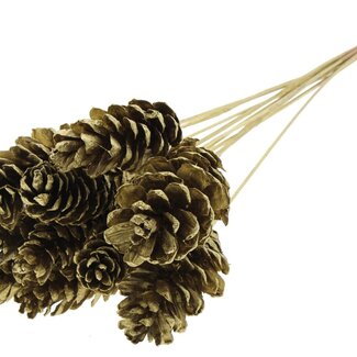QC Strobus Pine Cone on Stick | Colour: Gold-coloured | Pine Cone Pick | Length ± 50 centimetres | 10 picks per bunch