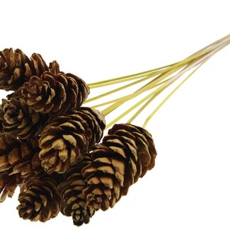 QC Strobus Pine Cone on Stick | Colour: Yellow | Pine Cone Pick | Length ± 50 centimetres | 10 picks per bunch