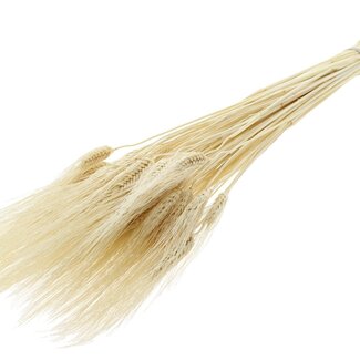 QC Dried Bleached Beard Wheat | Colour: Natural | Triticum Beard Dried Flowers | Length ± 70 centimetres | Weight 150 grams | Per bunch
