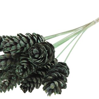 QC Strobus Pine Cone on Stick | Colour: Frosted Mint Green | Pine Cone Stick | Length ± 50 centimetres | 10 sticks per bunch