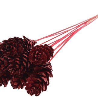 QC Strobus Pine Cone on Stick | Colour: Red | Pine Cone Pick | Length ± 50 centimetres | 10 picks per bunch