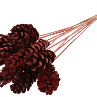 QC Strobus Pine Cone on Stick | Colour: Coral-coloured | Pine Cone Insert Stick | Length ± 50 centimetres | 10 insert sticks per bunch
