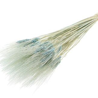 QC Dried Bleached Beard Wheat | Colour: Light Blue | Triticum Beard Dried Flowers | Length ± 70 centimetres | Weight 150 grams | Per bunch