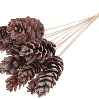 QC Strobus Pine Cone on Stick | Colour: Frosted White | Pine Cone Pick | Length ± 50 centimetres | 10 picks per bunch